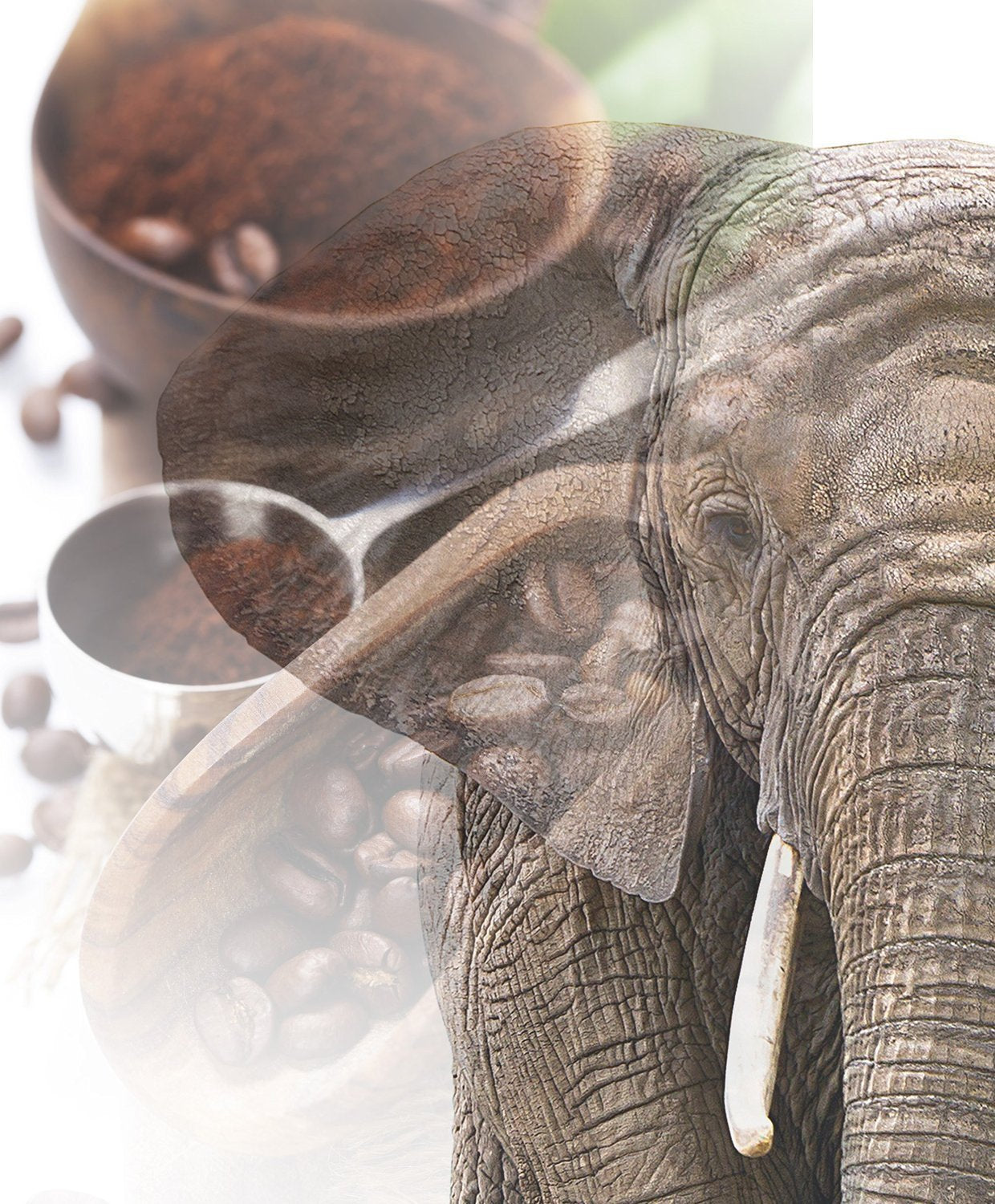 Jumbo Kaffee | Elefantenkaffee Maragogype (1000 g, Whole Bohnen) - Die größten Bohnen der Welt, ohne Säure, ekstra mild
