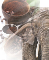 Jumbo Kaffee | Elefantenkaffee Maragogype (1000 g, Whole Bohnen) - Die größten Bohnen der Welt, ohne Säure, ekstra mild