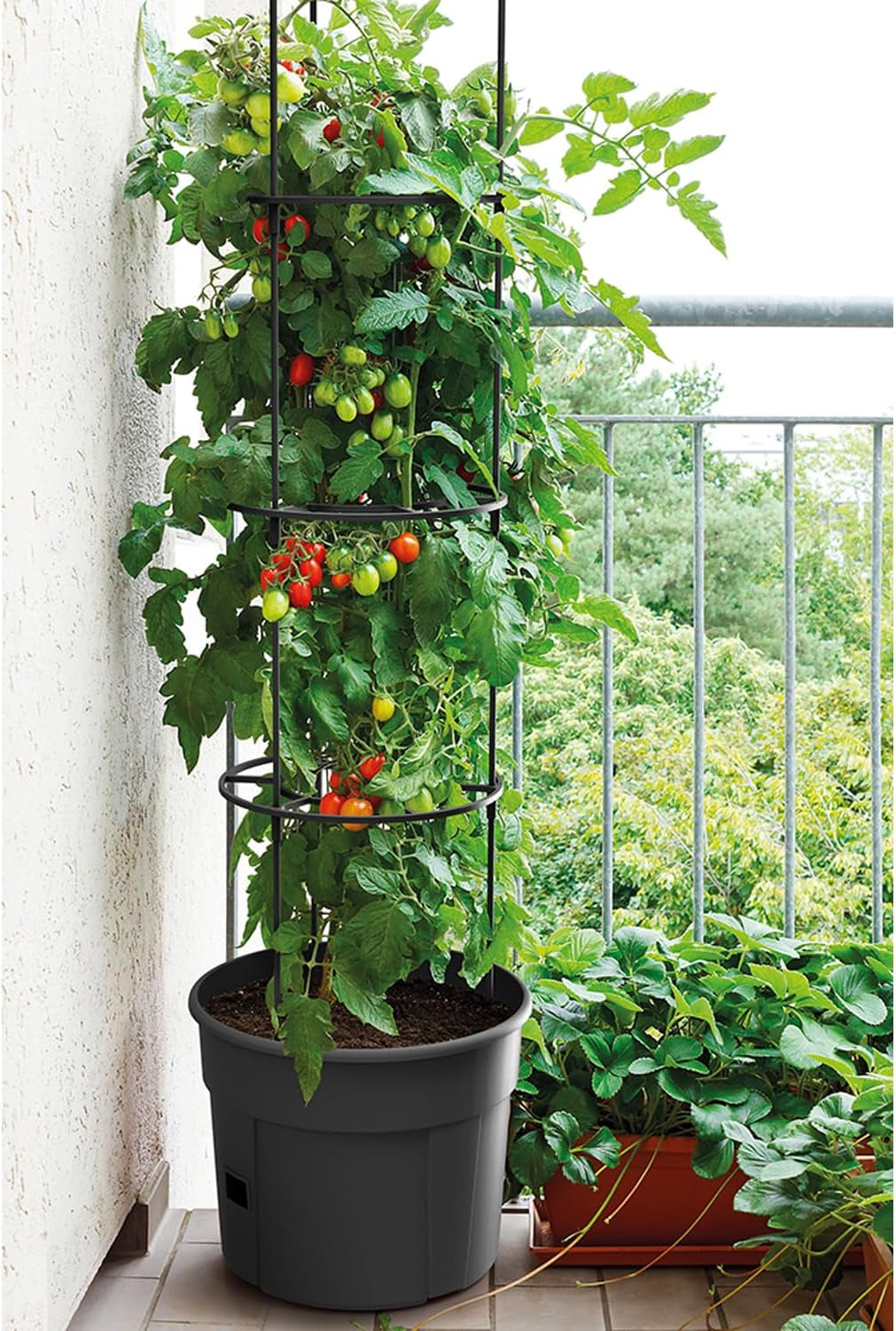 Prosperplast tomatkimplantepotter med espalier – Robust plastikpotte | Antracit | Vejr- og UV-bestandig | 29,5 x 115,2 cm | Ideel til haven og terrassen