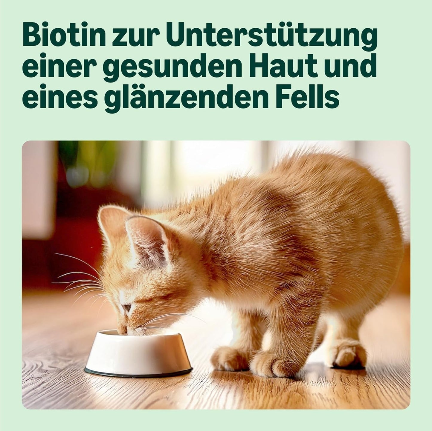 Amazon Mixed Selection vådfoder til unge katte i gelé 1,2 kg (12 100 g poser)