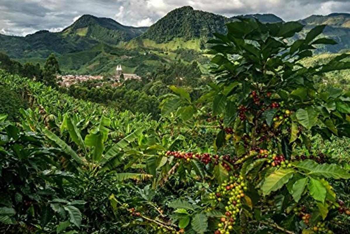 100 % naturlige Arabica-kaffebønner 1 kg – intenst ristet espressokaffe med en blanding af colombiansk og brasiliansk oprindelse – Fair Trade.