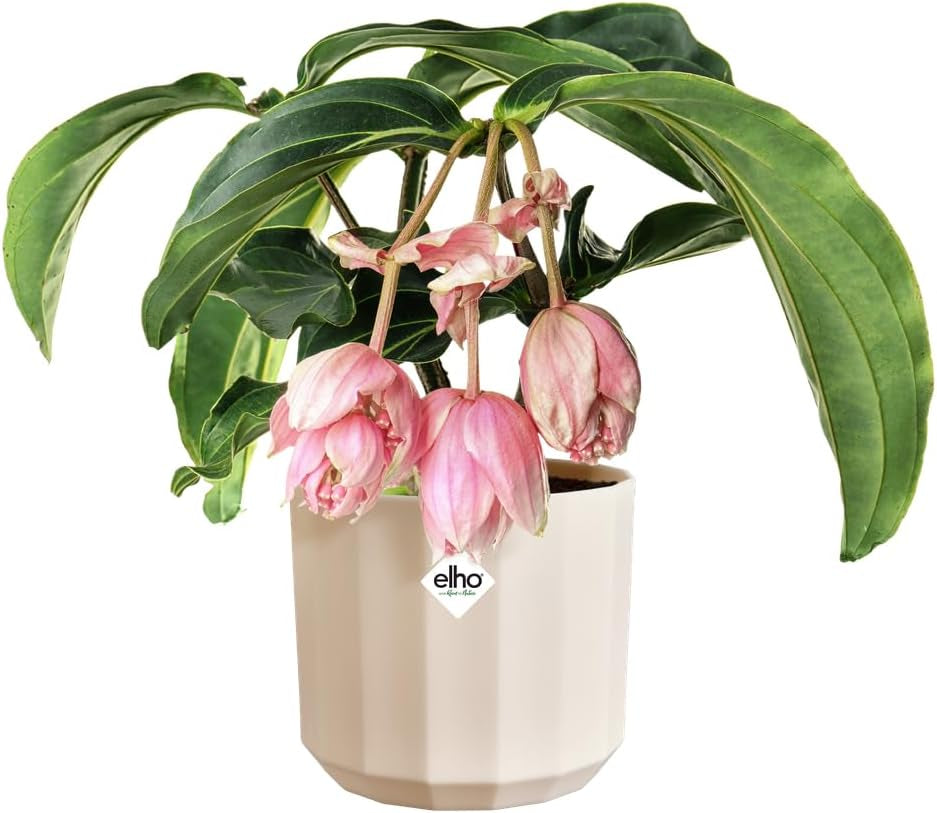 Rund gryde elho Facet 17cm - til indendørs brug - 100% genbrugsplast - Ø 16,6 x H 14,9 cm - Pink/Mandelpink
