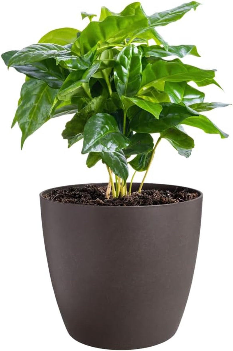 elho The Coffee Collection, rund indendørs kande, 18 cm, lavet af kaffegrums og genbrugsplastik - brun/espresso brun