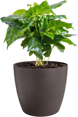 elho The Coffee Collection, rund indendørs kande, 18 cm, lavet af kaffegrums og genbrugsplastik - brun/espresso brun
