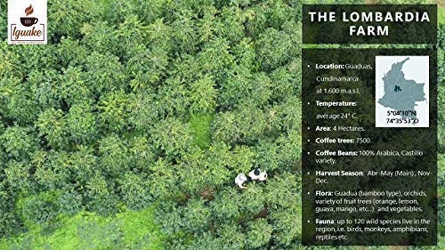 Iguaque kaffe 1000gr | Premium Kaffee ganze Bohnen 100% Arabica fra Colombia | Familienbetrieb - Single Origin Kaffeebohnen - Nachhaltige eigene Plantage im Hochland - Kräftiges Aroma