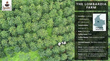 Iguaque kaffe 1000gr | Premium Kaffee ganze Bohnen 100% Arabica fra Colombia | Familienbetrieb - Single Origin Kaffeebohnen - Nachhaltige eigene Plantage im Hochland - Kräftiges Aroma