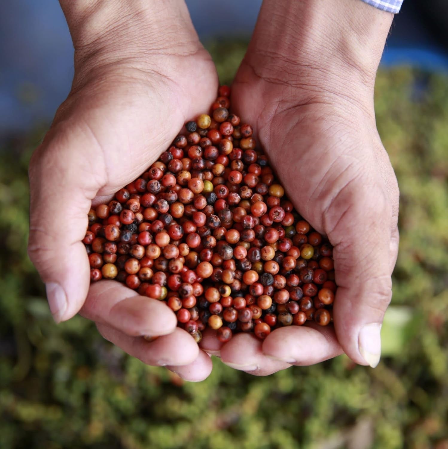 Spicebar Roter Kampot Pfeffer, Premium Auslese fra Kambodscha (1 x 70g)