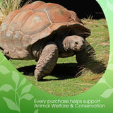 David Rio - Tortoise Green Chai, karton (1 x 398 g)