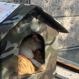 Tæpper og møbler, kæledyr, huler og huse, katte, senge til katte, katte - senge, madrasser