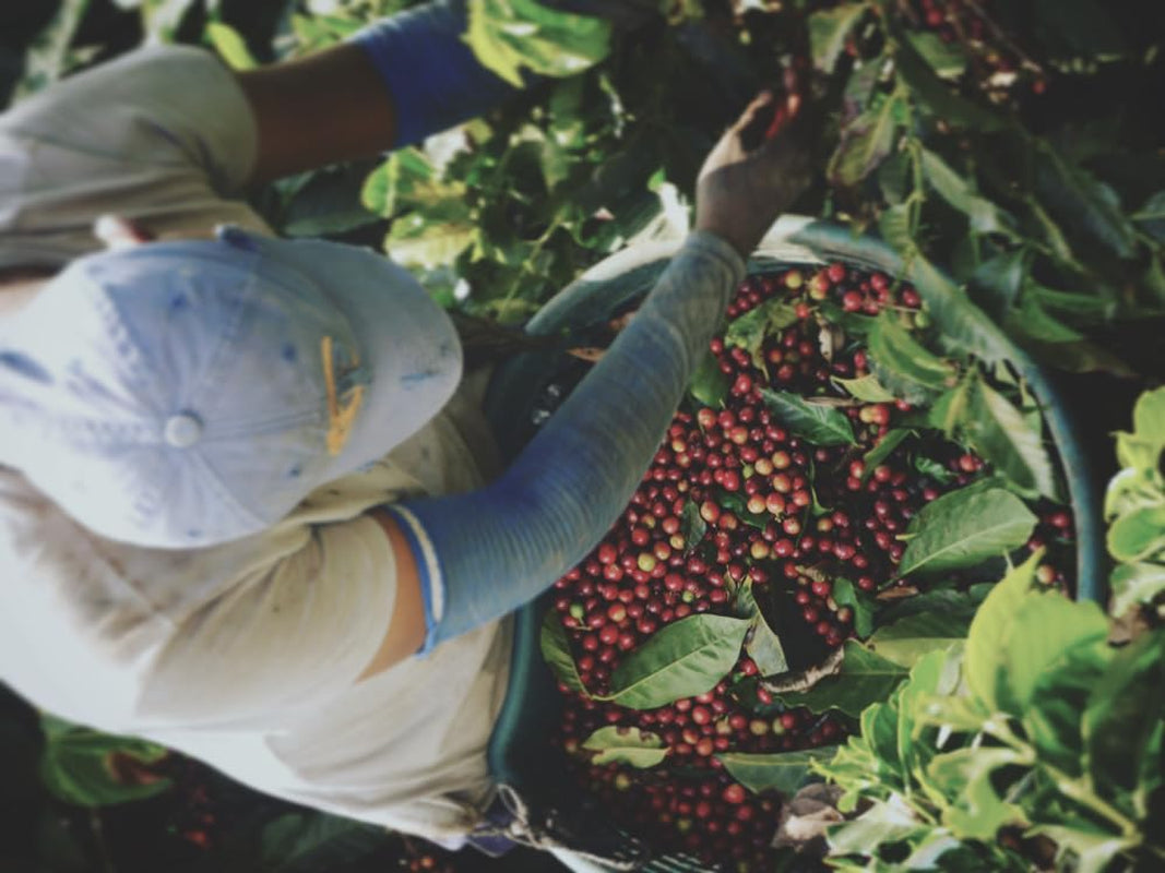 Espressosmagningssæt - 5 varianter af 100 g hver - Økologisk og 100% Arabica - Enkelt oprindelse og blanding - Perfekt til portafiltre og espressomaskiner