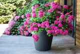 PLAST? Plastic urtepotte, 76L, levende farver, Zen, B 60 cm x H 47 cm