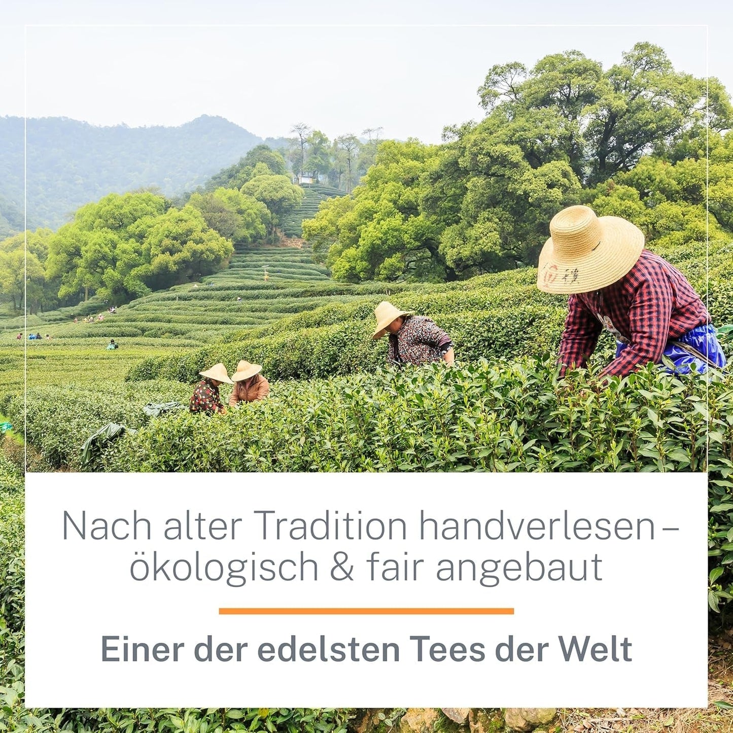 Ti Guan Yin Bio Oolong Tea 100g - Økologisk Oolong te af høj kvalitet fra Kina - Wu Long (ceremoniel kvalitet) - Til teelskere og kendere - Mycupoftea