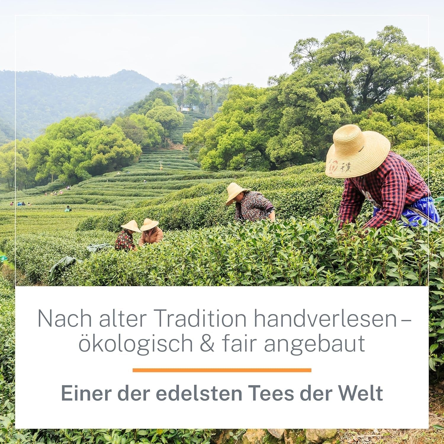 Ti Guan Yin Bio Oolong Tea 100g - Økologisk Oolong te af høj kvalitet fra Kina - Wu Long (ceremoniel kvalitet) - Til teelskere og kendere - Mycupoftea