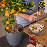 Plantekasse LECHUZA Classico Color ECO 35 Mørkegrå | Plantekasse med vandingssystem og vandstandsindikator | Fremstillet af 100 % genbrugsplast | Mat finish | Ø 34,5 x 32,5 cm | 18935
