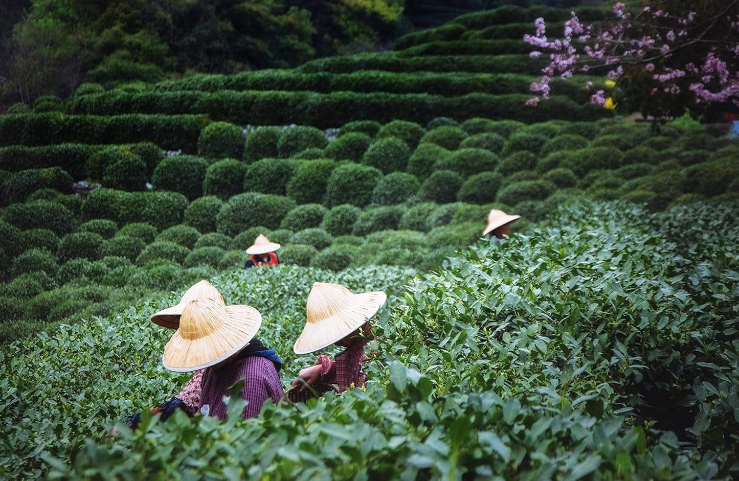 Tie Guan Yin Oolong Tea fra Anxi, Kina | Høst 2025 | Kinesisk Oolong te af høj kvalitet | Premium kinesisk te fra traditionelle plantager 100 g