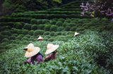 Tie Guan Yin Oolong Tea fra Anxi, Kina | Høst 2025 | Kinesisk Oolong te af høj kvalitet | Premium kinesisk te fra traditionelle plantager 100 g