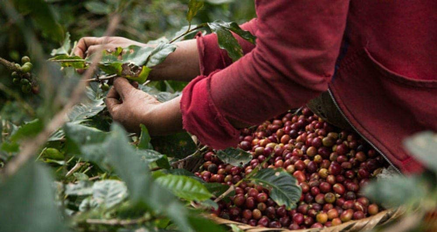 Koffeinfri kaffebønner 1 kg naturlig 100% - Espresso Intens smag fra Colombia og Brasilien.