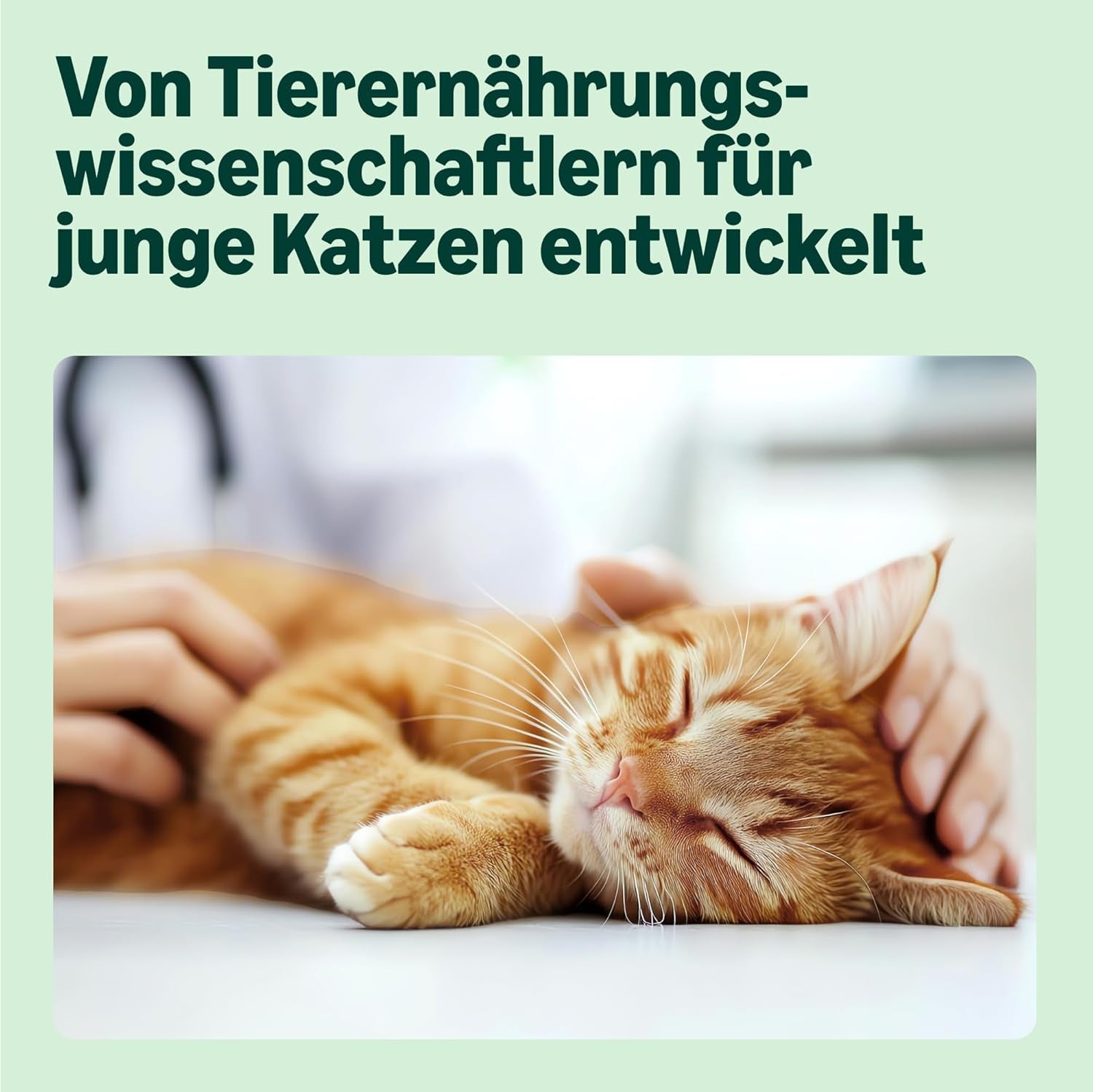 Amazon Mixed Selection vådfoder til unge katte i gelé 1,2 kg (12 100 g poser)