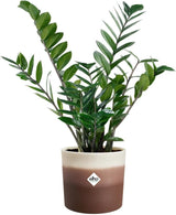 elho Rund potte med farvegradient 16 cm - Indendørs urtepotter - 100% genbrugsplast - Ø 15,9 x H 14,7 - Brun/Cederbrun