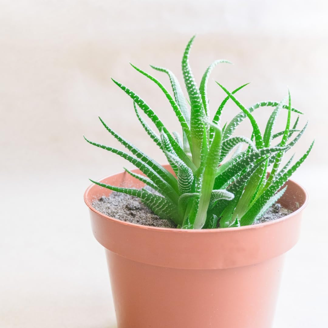 Lille plastpotte - diameter 12 cm, let og holdbar, ideel til frøplanter, stiklinger og stueplanter - tilfældig farve, Aléatoire