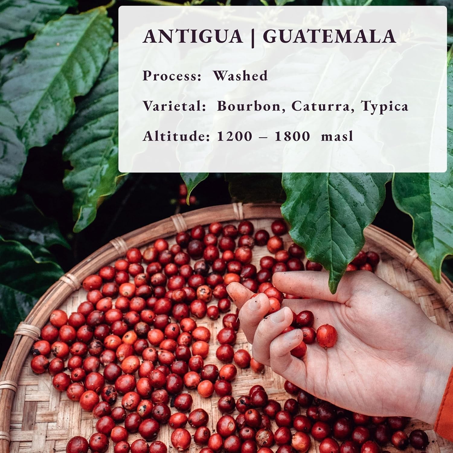 Ristet efter bestilling ~ Friskeste specialkaffebønner | 80 CUP Risteri | Guatemala Antigua, Single Origin(1kg) Spezialitäten Kaffeebohnen, Frisch Geröstet