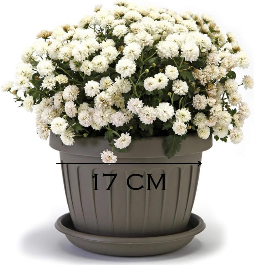 Lille gryde med tallerken - 17 cm gryde med tallerken | Praktisk og let design | Perfekt til planter, stiklinger eller tidlige skud 17 cm