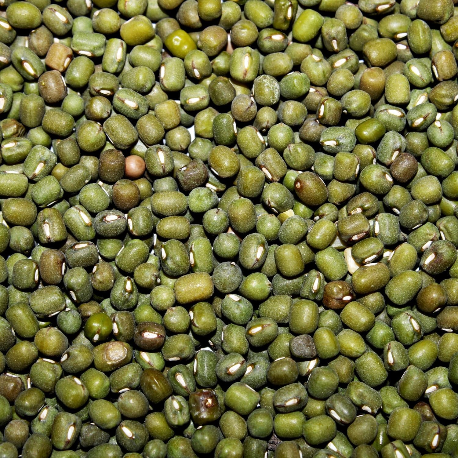 AFROASE - Mung grønne bønner - 1 x 1 kg