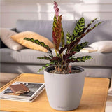 Plantekasse LECHUZA Classico Color LS skifergrå med vandingsanlæg |Ø 35 × 32 cm|14281