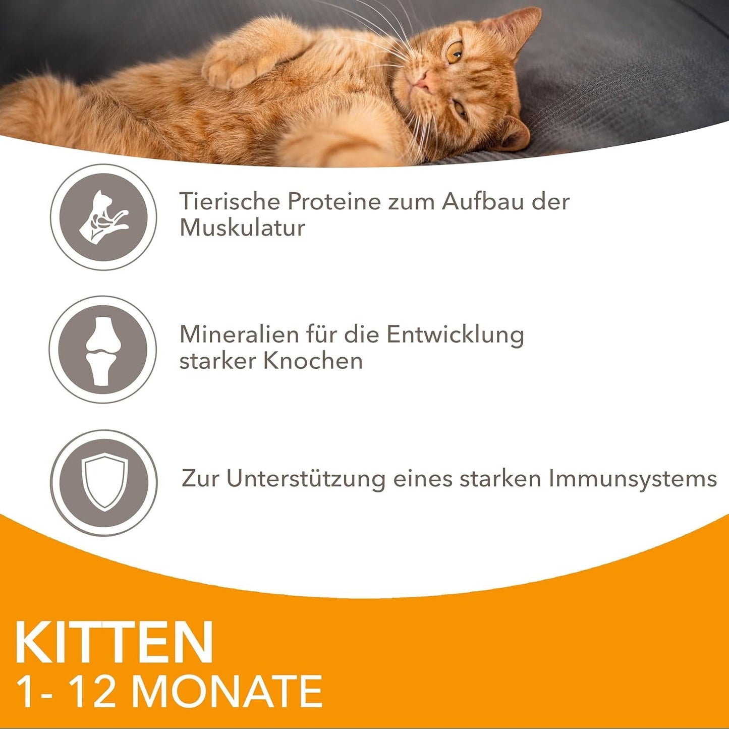 IAMS Delights Kitten Nassfutter - Multipack Katzenfutter mit Hunn i sauce, højkvalitets Futter for Junior Kätzchen af ​​1-12 Monate, 12 x 85 g
