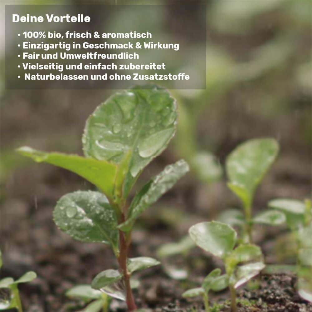 Mate te smagesæt ● 4 varianter af økologisk Mate te ● 100 g hver Erva Mate + Yerba Mate + Green Mate te + Roasted Mate te