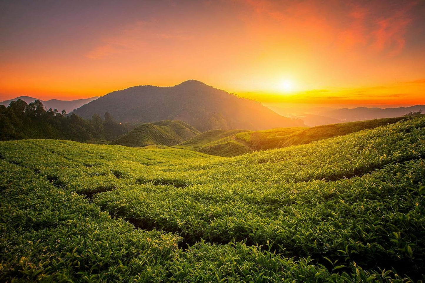 Tie Guan Yin Oolong Tea fra Anxi, Kina | Høst 2025 | Kinesisk Oolong te af høj kvalitet | Premium kinesisk te fra traditionelle plantager 100 g