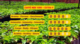 New York Coffee - EXTRA P - Kaffebønner, stærk og afgørende smag, Arabica og Robusta bønner, til maling, italiensk espresso, barblanding - premium kvalitet siden 1930 - 1 kg, bønner