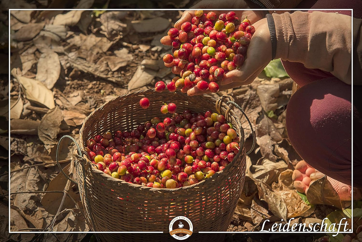 Jumbo Kaffee | Elefantenkaffee Maragogype (1000 g, Whole Bohnen) - Die größten Bohnen der Welt, ohne Säure, ekstra mild