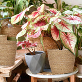 Relaxdays Seagrass Urtepotter Sæt med 3 Runde Blomster- og Urteplantekurv med Folie 3 Størrelser Plantekasse Natural