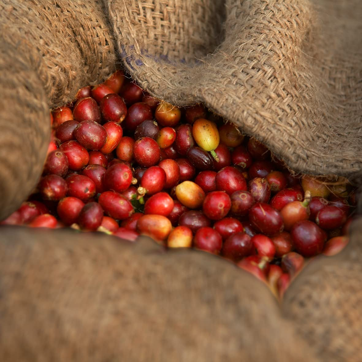 - Mokka 1000g | Strong coffee for Schümli and espresso from fully automatic machines | Helristede kaffebønner | Med 90% Arabica bønner