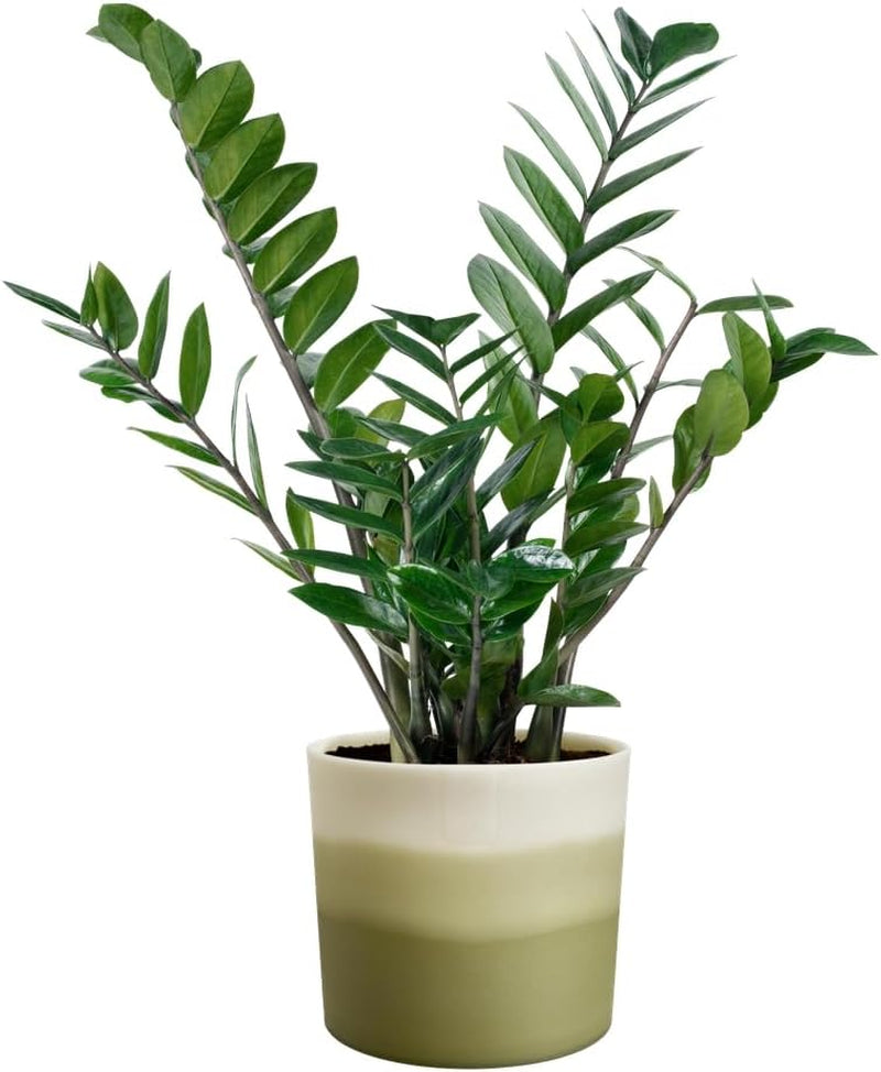 Rund gryde elho Farvegradient 16cm - til indendørs brug - 100% genbrugsplast - Ø 15,9 x H 14,7 - Grøn/Bambusgrøn