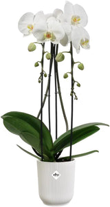 elho Vibes Fold Orchid High 12,5cm - Indendørs orkidépotter - Indendørs urtepotter - 100% genbrugsplastik - Hvid/Silkeblød hvid