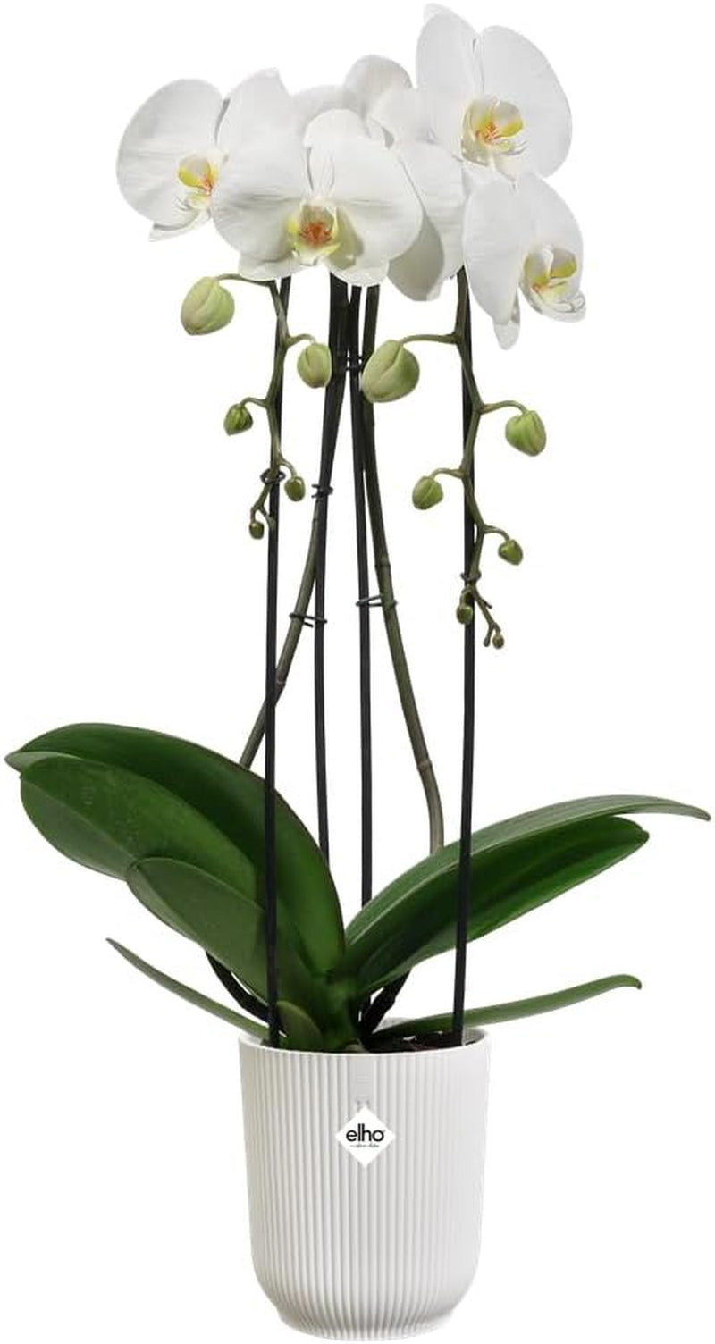 elho Vibes Fold Orchid High 12,5cm - Indendørs orkidépotter - Indendørs urtepotter - 100% genbrugsplastik - Hvid/Silkeblød hvid