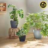 Plantekasse LECHUZA Classico Color ECO 60 Mørkegrå | Plantekasse med vandingssystem og vandstandsindikator | Fremstillet af 100 % genbrugsplast | Mat finish | Ø 60 x 55,5 cm | 18955