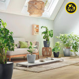 Plantekasse LECHUZA Classico Color ECO 35 Mørkegrå | Plantekasse med vandingssystem og vandstandsindikator | Fremstillet af 100 % genbrugsplast | Mat finish | Ø 34,5 x 32,5 cm | 18935