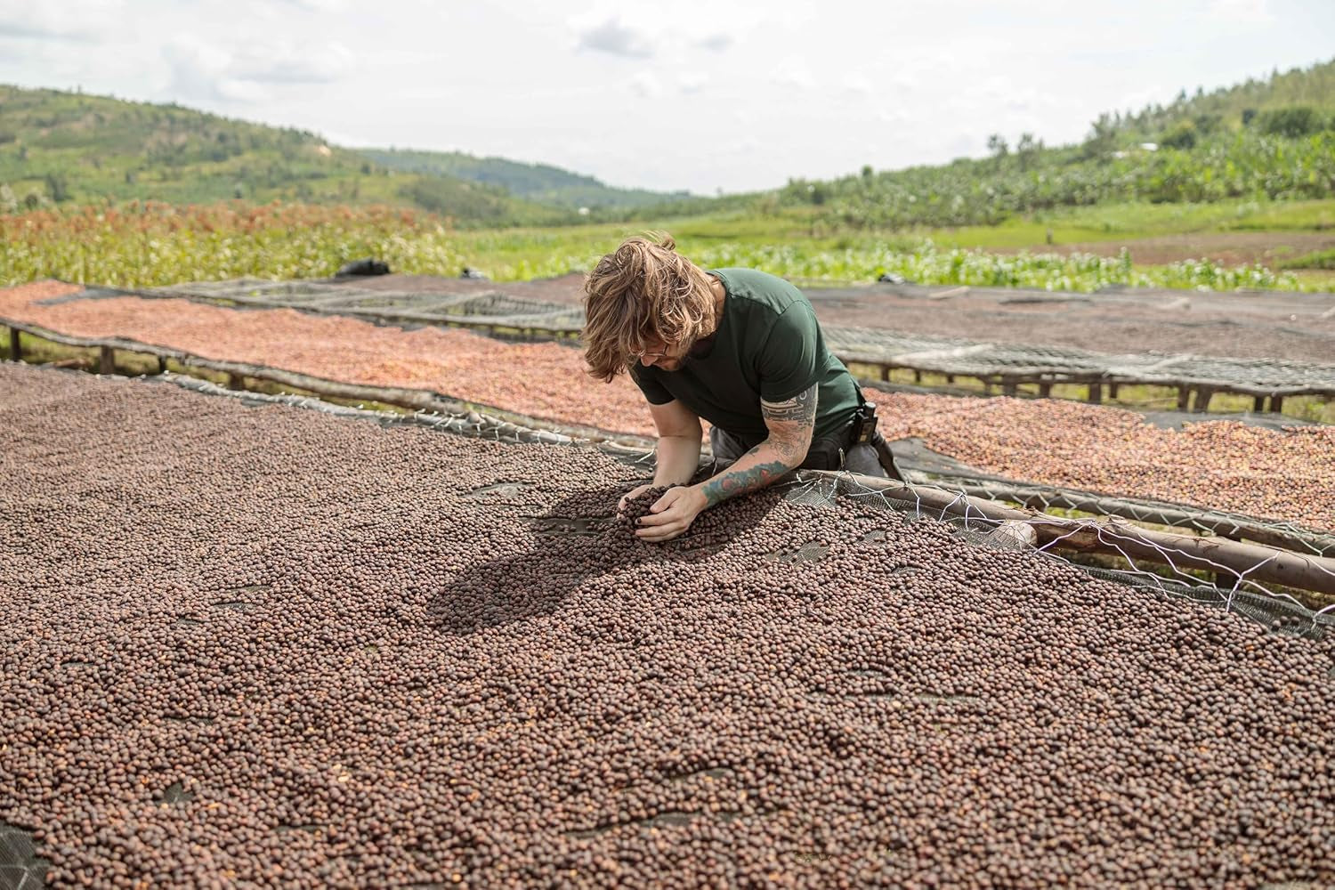 NIK CAFE' – Classico blend – ristede kaffebønner. Hans Excellence, den robuste. 100% robust