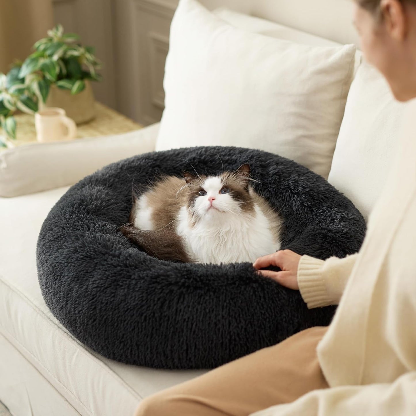 Senge og sofaer, tæpper og møbler, kæledyr, katte, senge til katte, katte - senge, madrasser