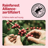 af Amazon Klassische Kaffeepads aus 100% Arabica, geeignet für Senseo-Maschinen, 36 Stück (1 Packung mit 36 ​​​​Stück) – Rainforest Alliance-zertifiziert
