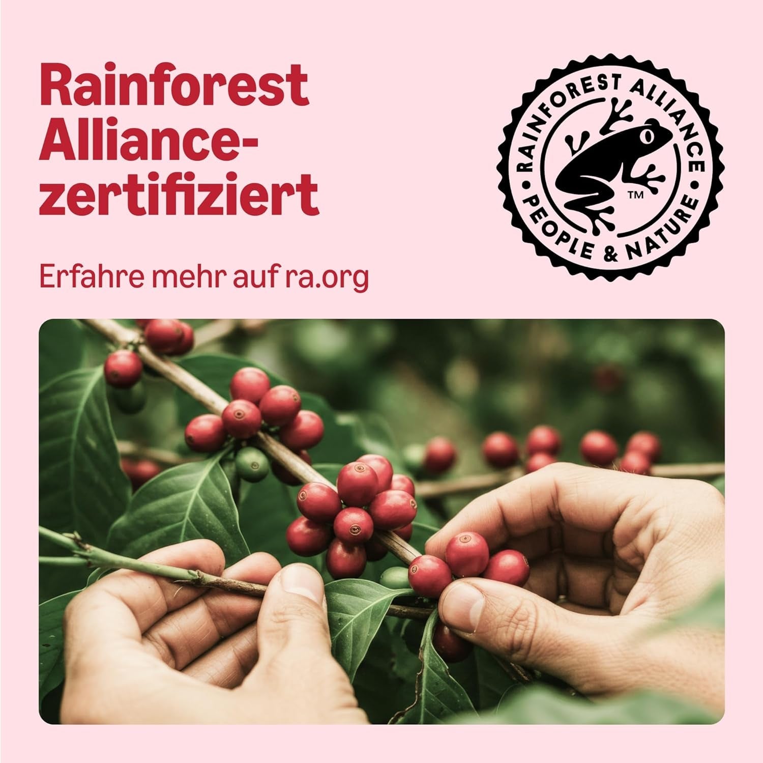af Amazon Klassische Kaffeepads aus 100% Arabica, geeignet für Senseo-Maschinen, 36 Stück (1 Packung mit 36 ​​​​Stück) – Rainforest Alliance-zertifiziert