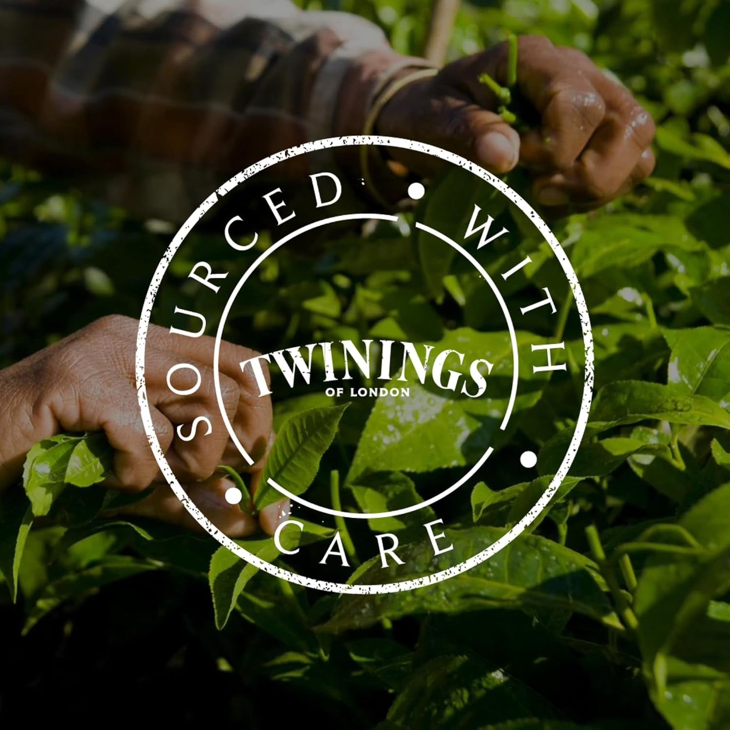 Twinings SWEET DREAMS Kamillete med honning, appelsin og limeblomst - Sød blanding af urteteer til naturlig søvnforbedring, 12-pak (10 teposer hver)