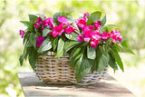 Dehner rattan blomsterkurv med hank, ca. 46 x 39 x 18 cm, rattan stof, grå/brun