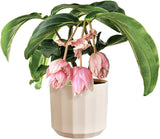 Rund gryde elho Facet 17cm - til indendørs brug - 100% genbrugsplast - Ø 16,6 x H 14,9 cm - Pink/Mandelpink