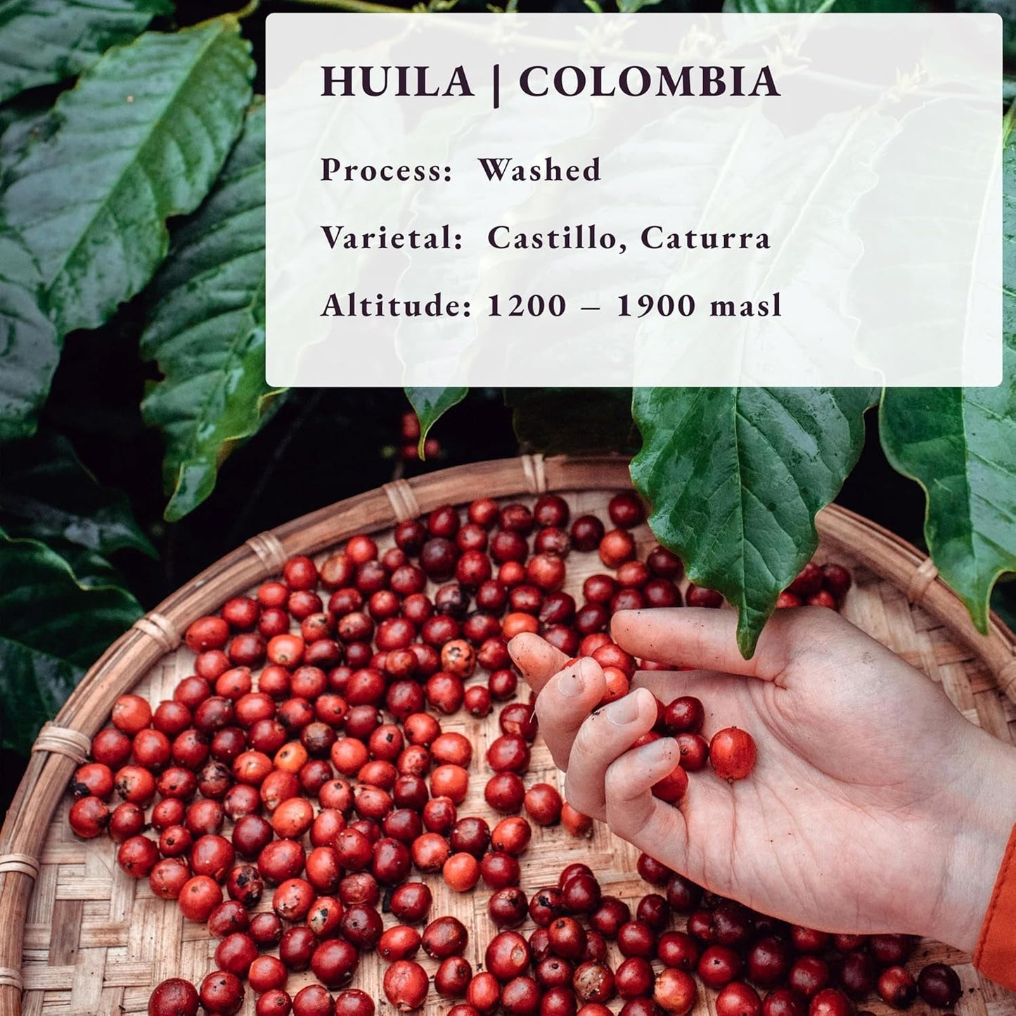 Ristet efter bestilling ~ Friskeste specialkaffebønner | 80 CUP Risteri | Colombia Huila, Single Origin(1kg) Spezialitäten Kaffeebohnen, Frisch Geröstet