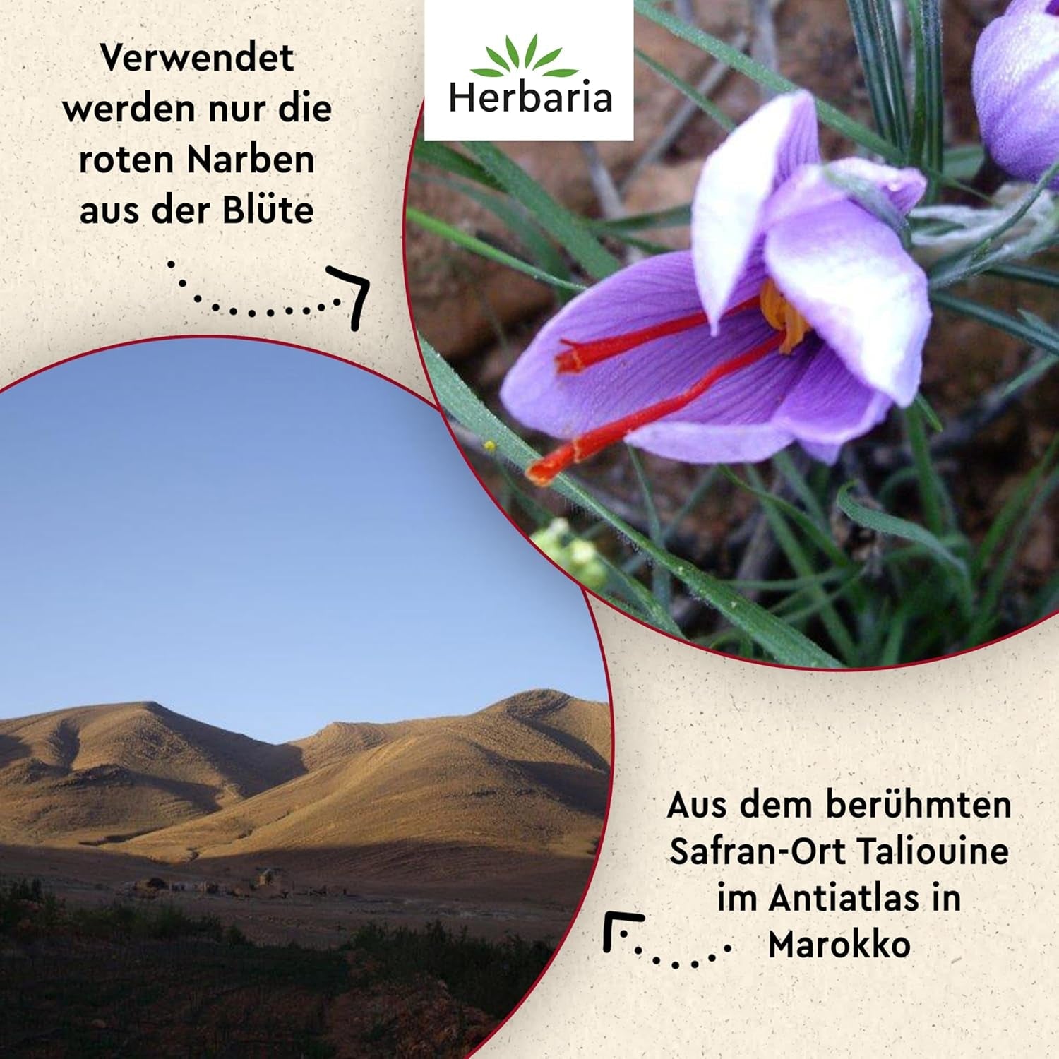 Herbaria Safran-Fäden bio 0,5g im Glas – Bio Saffron-Fäden aus dem bereicht Safran-Ort Taliouine i Marokko – Safranfäden i Premium Bio-Qualität – Saffron Premium - Safran première catégorie
