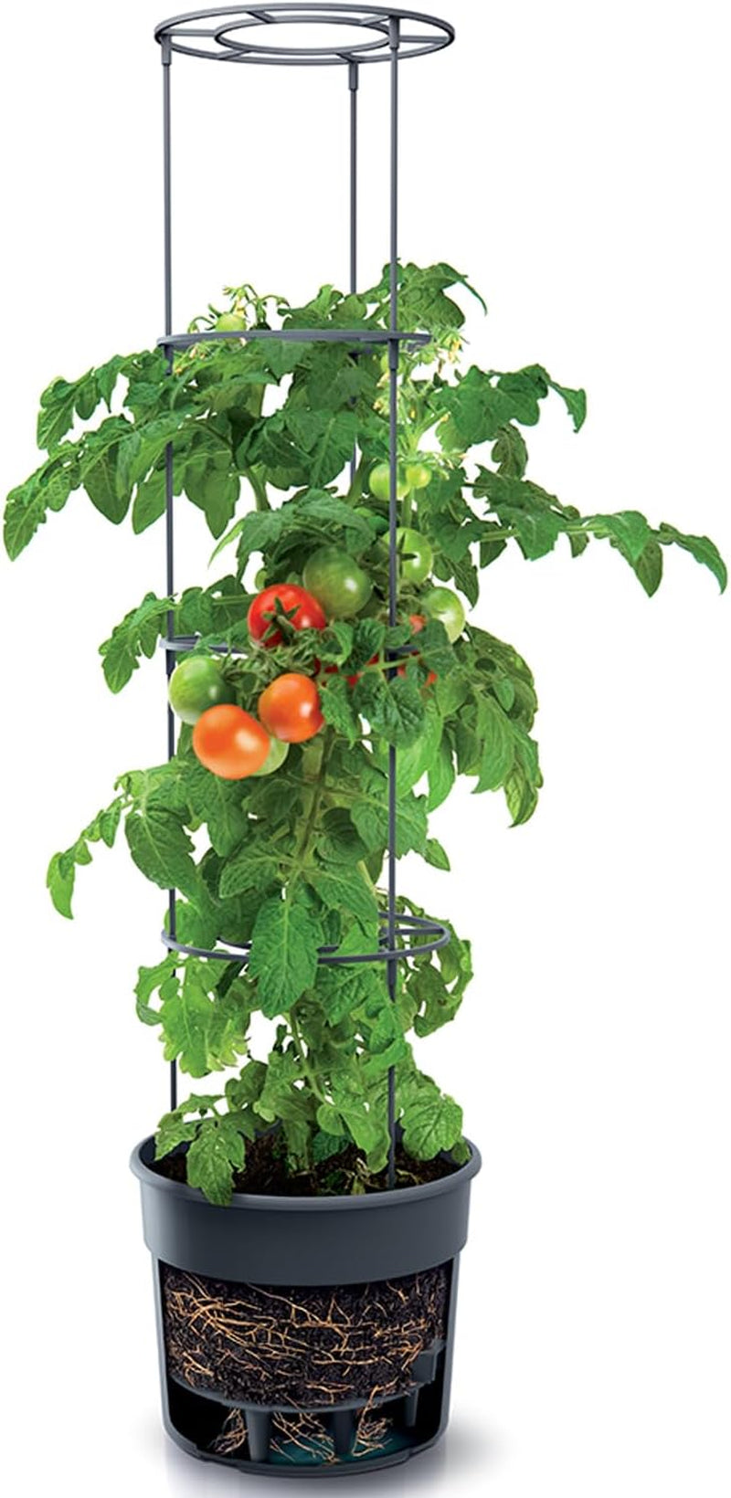 Prosperplast tomatkimplantepotter med espalier – Robust plastikpotte | Antracit | Vejr- og UV-bestandig | 29,5 x 115,2 cm | Ideel til haven og terrassen